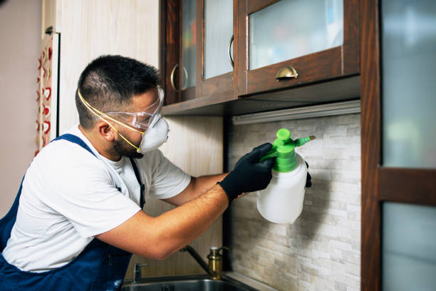 Best Wasp Removal Services  in South Beach, FL