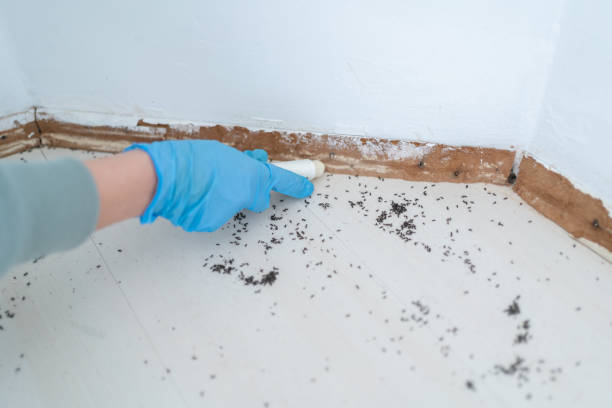 Trusted South Beach, FL Pest Control Experts